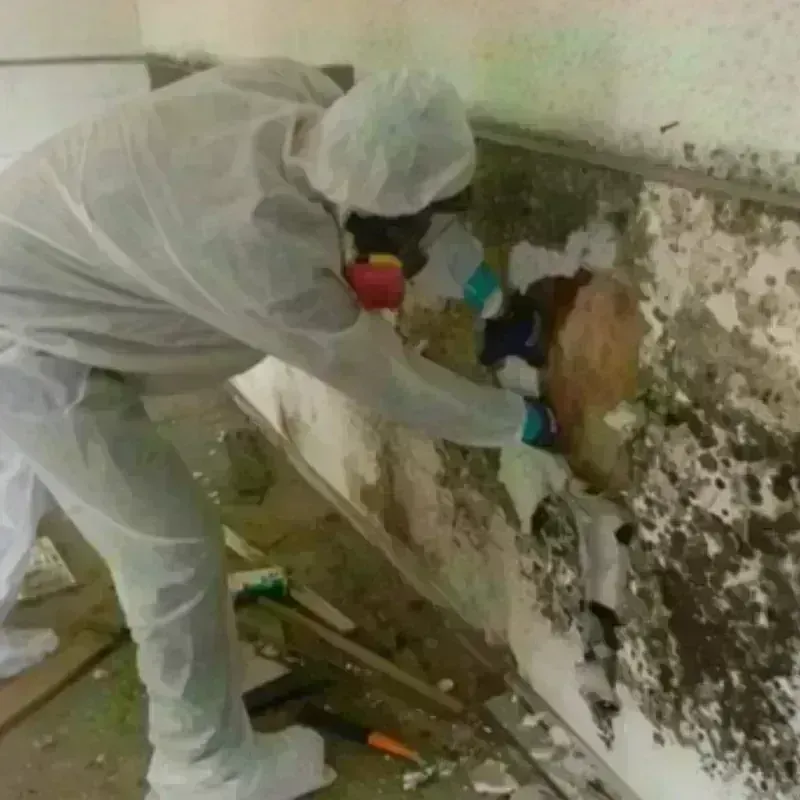 Mold Remediation and Removal in Hannahs Mill, GA